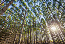 Eucalyptus Plantation For Wood Industry In Brazil's Countryside.
