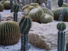 Close Up Photos Of A Variety Of Cactus Gardens On A White Gravel Ground.