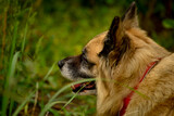 Fototapeta Zwierzęta - Portret psa