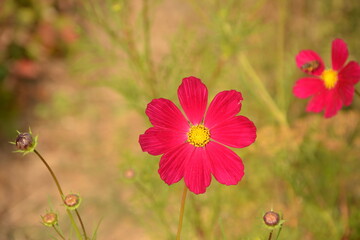 Wall Mural - Cosmos flower (Cosmos Bipinnatus) with blurred background