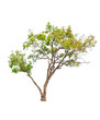 © Suprachai - tropics tree isolated on white background. clipping path