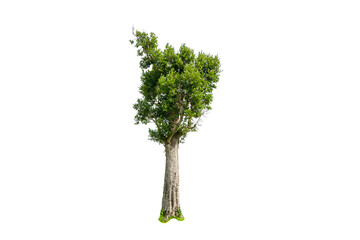 green tree isolated for design on white background