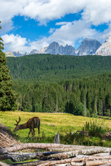 Wall Mural - Deer grazing grass in a green meadow surrounded by a forest of trees. Pale di San Martino mountain group is visible in the background, partially covered by clouds. Trentino - Italy