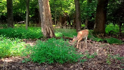 Wall Mural - beautiful wild fawn in forest