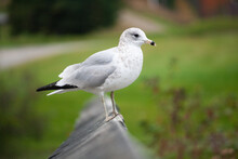 Seagull On A Ledge