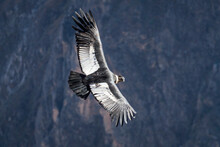 Andean Condor At Peru's Colca Canyon
