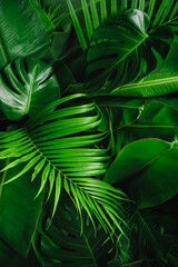 Wall Mural - Background with dark green tropical leaves, fresh flat background. Flat lay. Nature concept