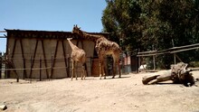 Two Giraffes In Animal Pen