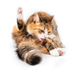 Isolated cat licking itself in sitting position with tongue out. Front view of cat grooming a paw with one hind leg up. 1 year old orange/white female cat. Concept for grooming and healthy skin.