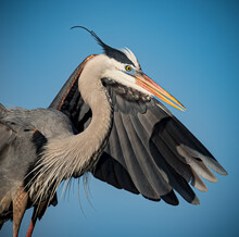 Close Up Of Great Blue Heron