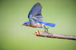 © Jo - North Carolina blue bird takes flight