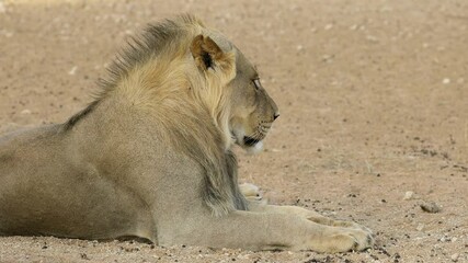 Wall Mural - portrait of a resting young male african lion (panthera leo), kalahari desert, south africa