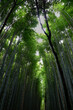 Arashiyama bamboo forest 