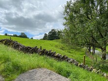 Steep Sloping Field, With A Dry Stone Wall, And Old Trees, By The Side Of, Winter Gap Lane Near, Lothersdale, Keighley, UK