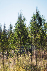 Canvas Print - straight and spaced forest trees, eucalyptus