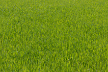 Uniform Bright Green Young Grass Texture Growing In A Sunny Field