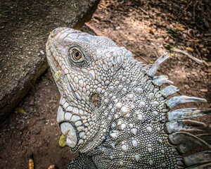 galapagos land iguana