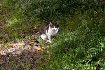 Street cat in a flower bed. Grey furry cat sitting in the green grass.The cat is sitting in the grass looking at the camera