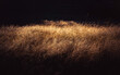 The nightly landscape  of dried brown grass meadow on black backgrounds