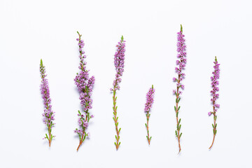 beautiful heather twigs on white background. minimalism style natural composition. concept of beauty