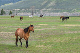 Fototapeta Konie - Running Horse