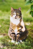 Fototapeta Mapy - A beautiful domestic tabby cat with bright yellow eyes sits in the green grass