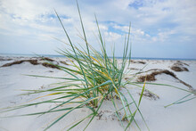 Grass By The Sea With White Sand And Blue Sky. North Sea Coast