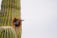 Make Gilded Flicker In A Saguaro Cactus