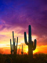 Cactus At Crazy Sunset