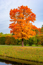Maple Tree In Autumn (fall) In Alexander Park, Tsarskoe Selo (Pushkin), Saint Petersburg, Russia