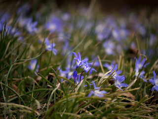 Wall Mural - Blue spring star flowers in the meadow