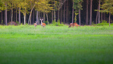 Whitetail Deer Herd Near Raeford NC
