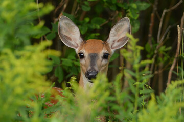 Sticker - Baby Fawn hiding in forest