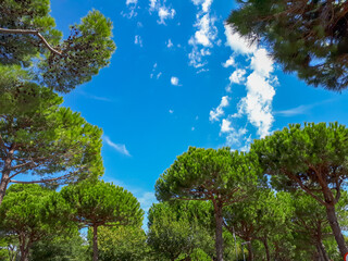 Wall Mural - Pine trees and blue sky in summer in Italy. Looking up to the sky and pinewood