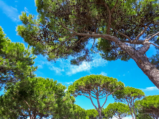 Wall Mural - Scenic view of beautiful stone pines on a blue sky background in Italy