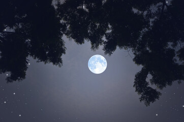 Wall Mural - Beautiful romantic full moon in the shadow of black branches with leaves