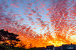 Red cirrocumulus clouds at sunrise above trees and houses.
