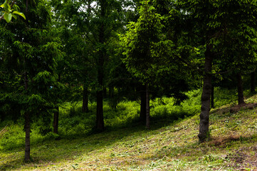 Wall Mural - The beautiful green forest and light.