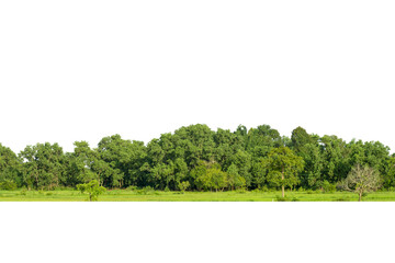 view of a high definition, treeline isolated on white background, forest and foliage in summer, row 