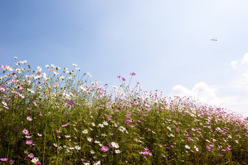 the beautiful cosmos flowers background blue sky and clouds.
