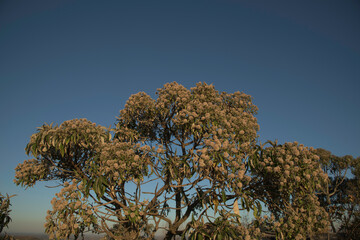 Flowering Trees in the Park in Brazil