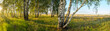 Summer panoramic landscape with birch trees during sunset