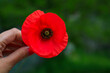 Red wild poppy flower in a woman's hand with a green blurred background picked in the mountains in Montenegro