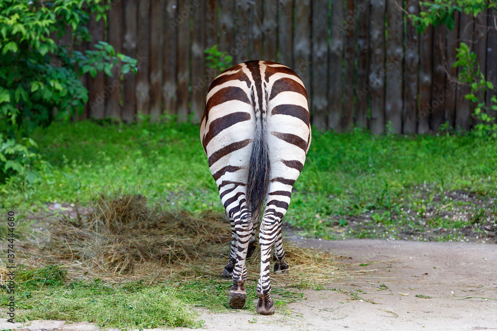 Striped nice ass off zebra, grazing zebra, back view. Stock Photo ...