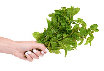 Hand with fresh mint leaves, herbal tea, isolated on white background.