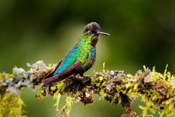 Wall Mural - Glossy shiny tinny bird. Fiery-throated Hummingbird, Panterpe insignis, colourful bird sitting on branch. Mountain bright animal from Costa Rica. Red bright bird in the tropic forest.