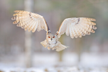 Flight of Eastern Siberian Eagle Owl. Birch tree with beautiful animal. Bird from Russia. Winter scene with large owl.