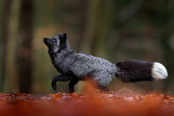 Wall Mural - black silver fox, rare form. dark red fox playing in autumn forest. wildlife scene from wild nature.