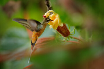 Wall Mural - Exotic jungle bird sucking sweet nectar from bloom, Ecuador. Tawny-bellied Hermit, Phaethornis syrmatophorus, flying next to yellow flower in nature habitat. Humming bird in the green tropic forest.