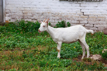 Wall Mural - Portrait of goat